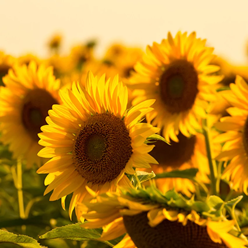 Horoscope des fleurs LION