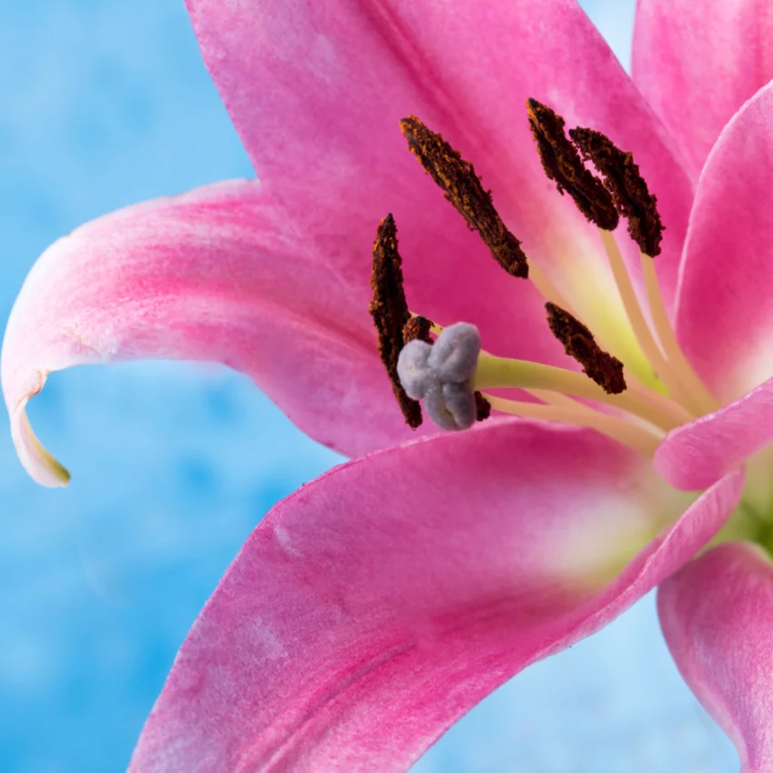 Horoscope des fleurs POISSONS