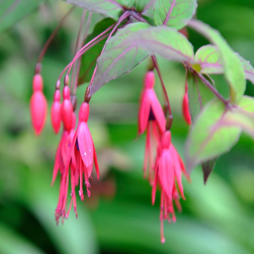 Horoscope des fleurs SAGITTAIRE