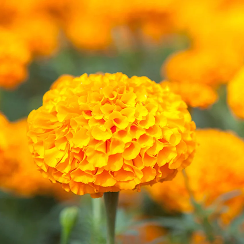 Horoscope des fleurs SCORPION