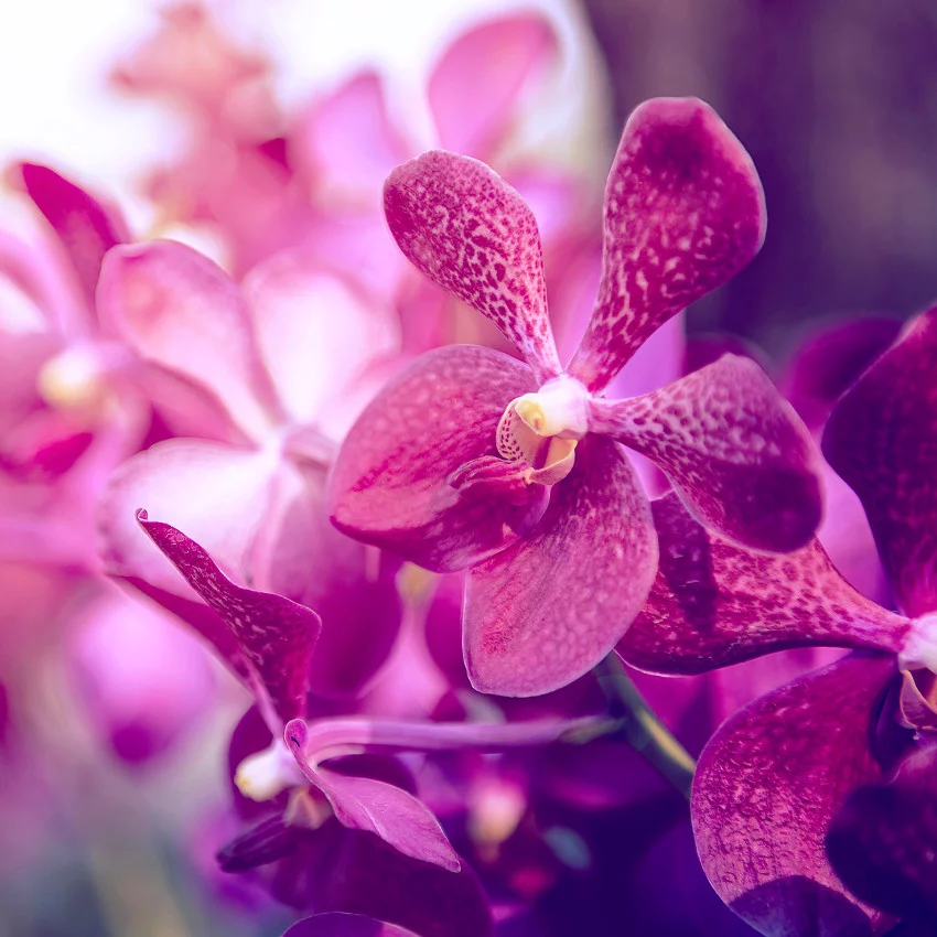 Horoscope des fleurs TAUREAU