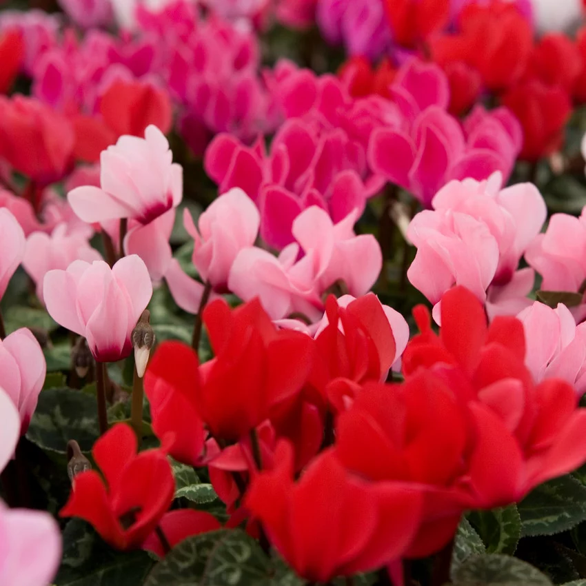 Horoscope des fleurs VERSEAU