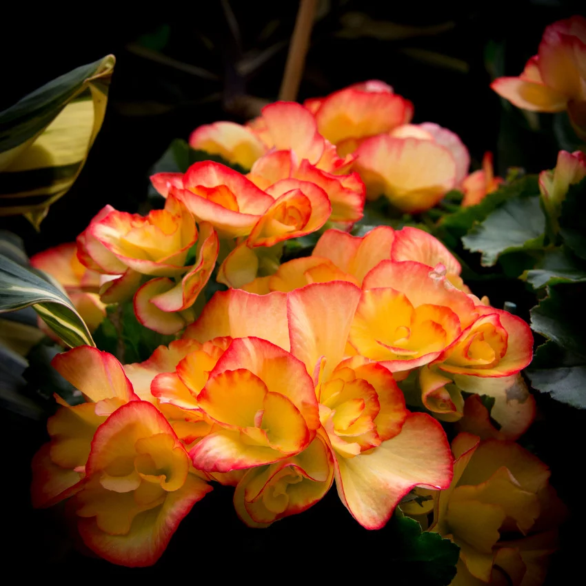 Horoscope des fleurs VIERGE