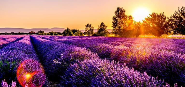 huile a la lavande huile à la lavande