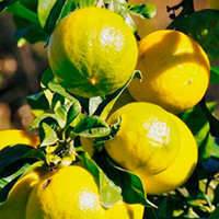 Améliorer ses humeurs par les huiles essentielles - Bergamote