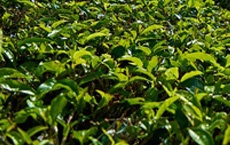 huiles essentielles contre le bouton de fièvre