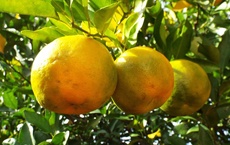 huiles essentielles contre le bouton de fièvre