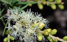 huiles essentielles contre le bouton de fièvre