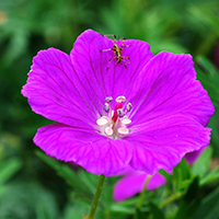Améliorer ses humeurs par les huiles essentielles - Geranium