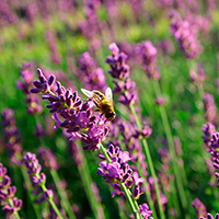 gérer ses sensations par les huiles essentielles - lavande