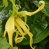 gérer ses sensations par les huiles essentielles - ylang ylang