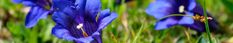 Incertude - Fleur de Bach