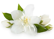 encens du signe du zodiaque lion