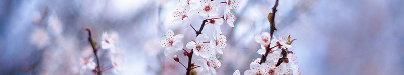 groupes de fleurs de Bach - la peur