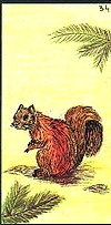 cartes positives de l'oracle Gé - Ecureuil