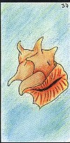 cartes positives de l'oracle Gé - coquillage
