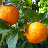 huiles essentielles anti-stress Petit Grain Bigarade_Huiles Essentielles