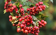 phytothérapie pour la tension artérielle : aubepine