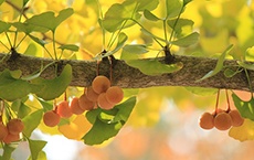 phytothérapie pour la tension artérielle : ginkgo biloba