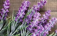 phytothérapie pour la tension artérielle : lavande