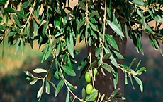 phytothérapie pour la tension artérielle : olivier