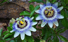 phytothérapie pour la tension artérielle : passiflore