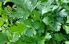 phytothérapie pour la tension artérielle : persil