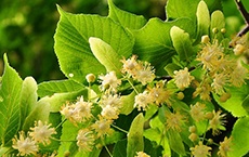 phytothérapie pour la tension artérielle : tilleul