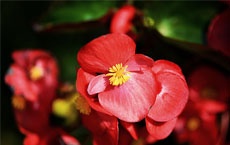 plantes qui donnent de bonnes énergies