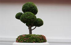 plantes qui donnent de bonnes énergies