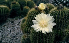 plantes donnent de bonnes énergies