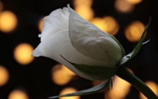 plantes qui donnent de bonnes énergies