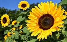 Tournesol