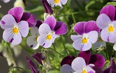 plantes qui donnent de bonnes énergies