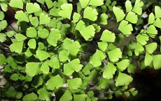 plantes qui protègent la maison