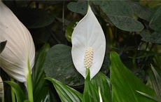 plantes qui protègent la maison