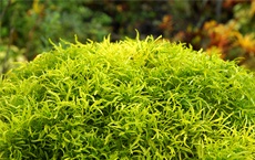 plantes qui protègent la maison