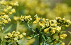 plantes qui protègent la maison