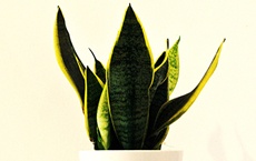 plantes qui protègent la maison