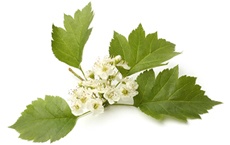 pouvoirs des plantes