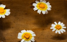 pouvoirs des plantes