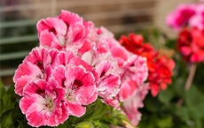 pouvoirs des plantes