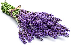 pouvoirs des plantes