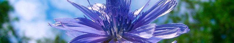 Préoccupation excessive du bien-être - groupes de fleurs de Bach