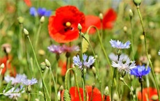 rêves qui signifient la chance