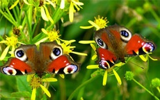 rêves qui signifient la chance