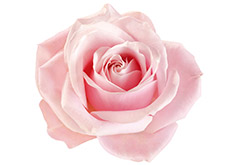 encens du signe du zodiaque taureau