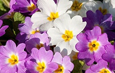 Signification des fleurs - primevère