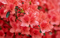 Signification des fleurs - rhododendron