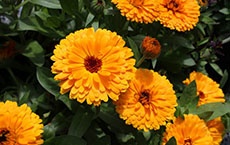 Signification des fleurs - souci